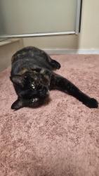 Reunited Female Cat last seen Old town, Albuquerque, NM 87104