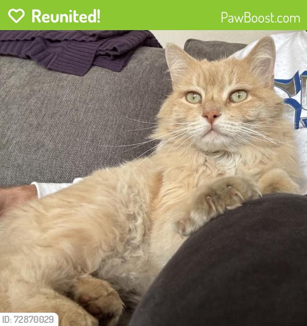 Reunited Male Cat last seen Near Geranium St, Sandy, UT 84094, USA, Sandy, UT 84094