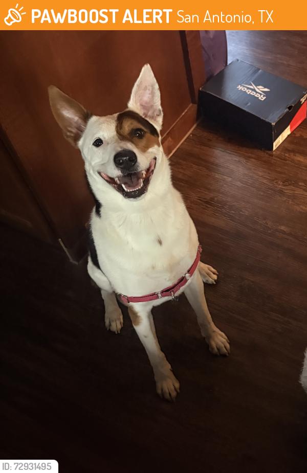 Found/Stray Female Dog last seen Marquis cross mountain apmts , San Antonio, TX 78256