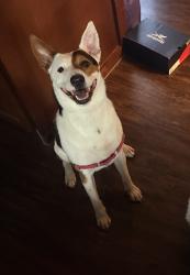 Found/Stray Female Dog last seen Marquis cross mountain apmts , San Antonio, TX 78256