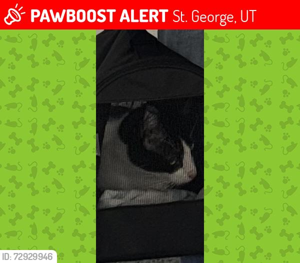 Lost Unknown Cat last seen Scarlett Drive, Desert Color, St. George, UT 84790