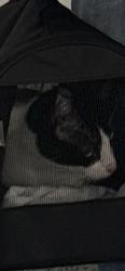 Lost Unknown Cat last seen Scarlett Drive, Desert Color, St. George, UT 84790