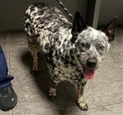 Shelter Stray Male Dog last seen , Los Angeles, CA 90025