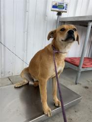 Shelter Stray Female Dog last seen Near BLOCK BEAR MOUNTAIN BLVD, BAKERSFIELD CA 93313, Bakersfield, CA 93308