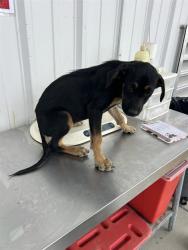 Shelter Stray Female Dog last seen Near BLOCK BEAR MOUNTAIN BLVD, BAKERSFIELD CA 93313, Bakersfield, CA 93308
