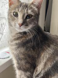 Reunited Female Cat last seen Tesco express green lane, Greater London, England IG3 9JF