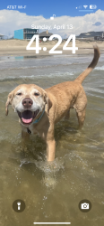 Reunited Male Dog last seen Bermuda and warm springs , Las Vegas, NV 89123