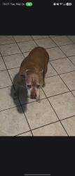 Reunited Female Dog last seen Vista chino landua, Cathedral City, CA 92234