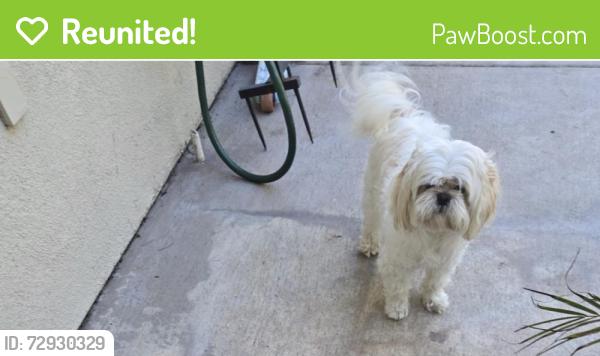 Reunited Male Dog last seen Mount Miguel park, Chula Vista, CA 91914