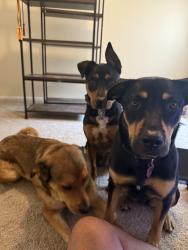 Lost Male Dog last seen Kachina Peak / Wilderness Gate / Barberia, Santa Fe, NM 87505