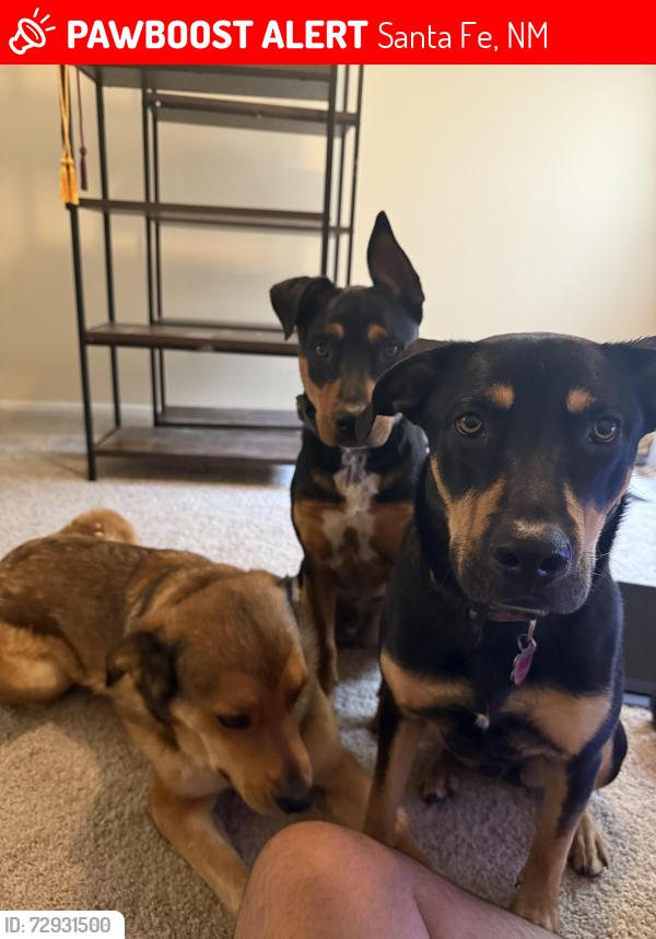 Lost Male Dog last seen Kachina Peak / Wilderness Gate / Barberia, Santa Fe, NM 87505