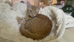 Lost Female Cat last seen Riviera Summit Road, San Diego, CA 92154