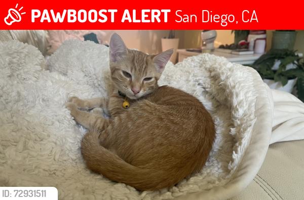 Lost Female Cat last seen Riviera Summit Road, San Diego, CA 92154