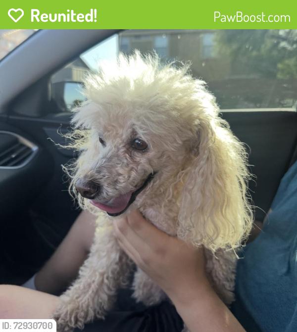 Reunited Male Dog last seen Near and Stephanie , Henderson, NV 89012
