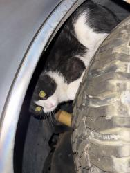 Found/Stray Unknown Cat last seen Jones & Elderado, Las Vegas, NV 89139