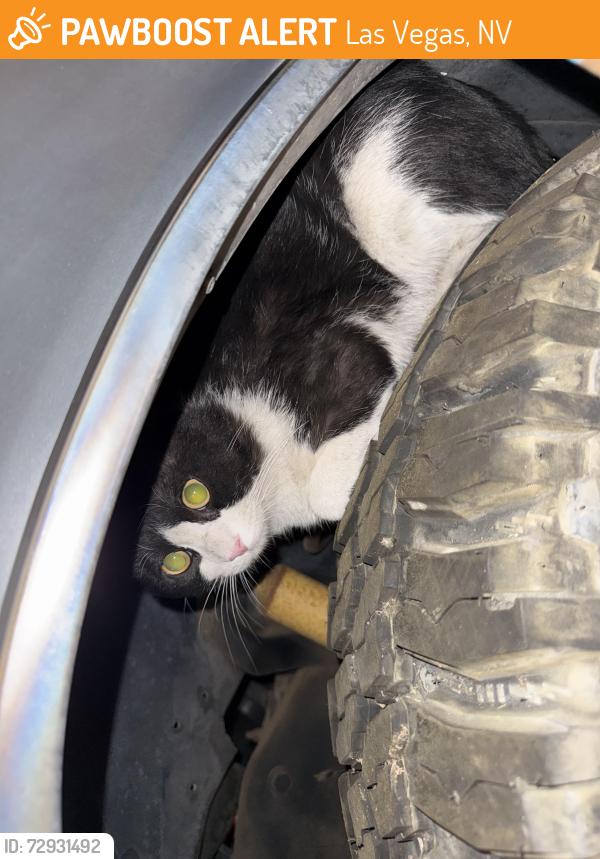 Found/Stray Unknown Cat last seen Jones & Elderado, Las Vegas, NV 89139