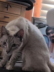 Lost Female Cat last seen First/Ashland , Fresno, CA 93726