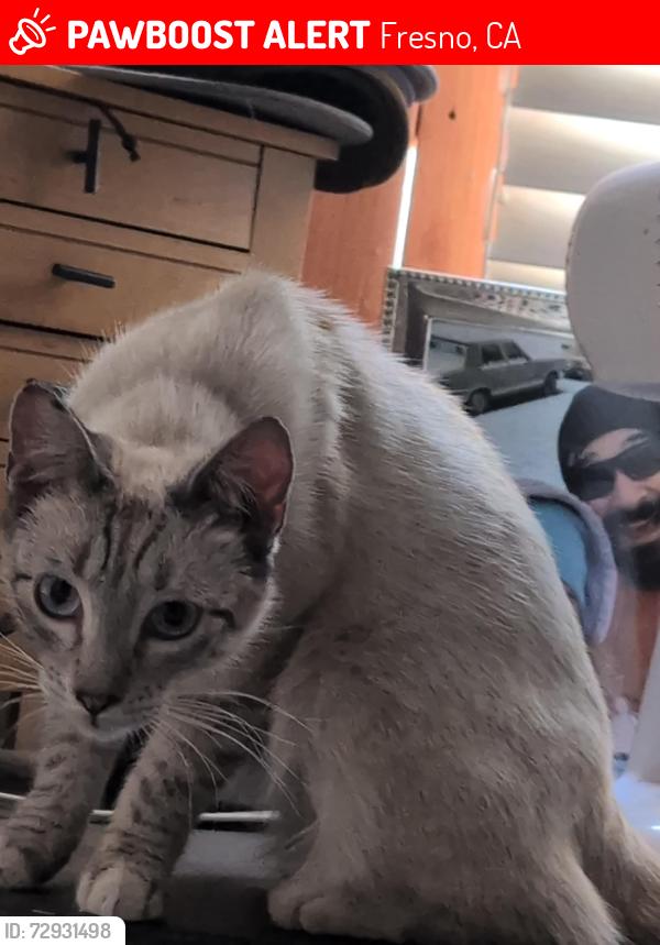 Lost Female Cat last seen First/Ashland , Fresno, CA 93726