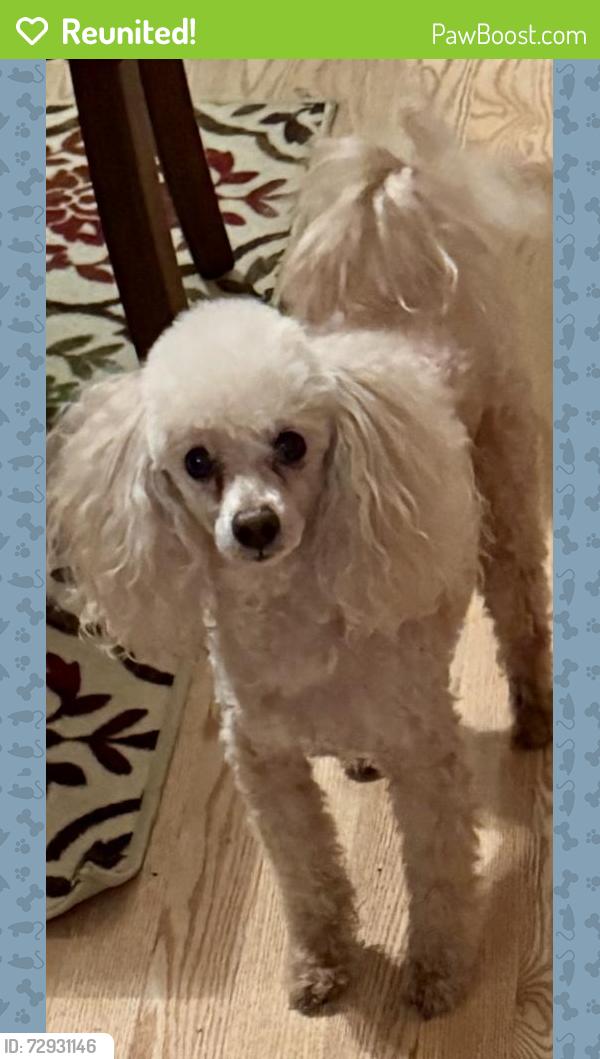 Reunited Male Dog last seen In Sonoma off of Stephanie, Henderson, NV 89012