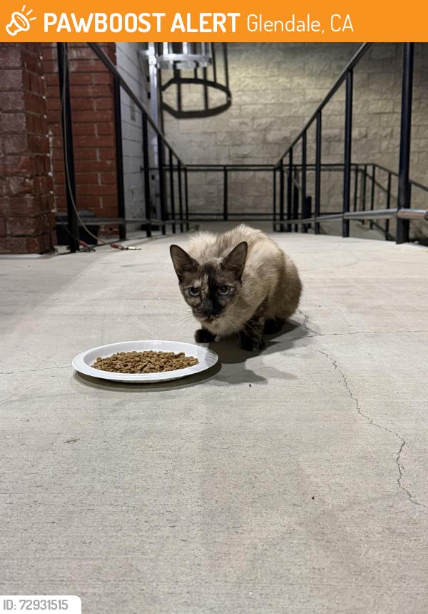 Found/Stray Unknown Cat last seen Alley behind central Avenue above stocker. Next to the pet store, Glendale, CA 91202