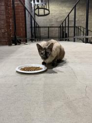 Found/Stray Unknown Cat last seen Alley behind central Avenue above stocker. Next to the pet store, Glendale, CA 91202