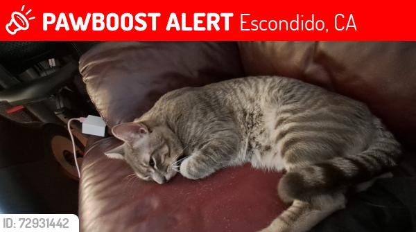 Lost Male Cat last seen South Centr city parkway and South Escondido Blvd , Escondido, CA 92025