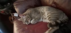 Lost Male Cat last seen South Centr city parkway and South Escondido Blvd , Escondido, CA 92025