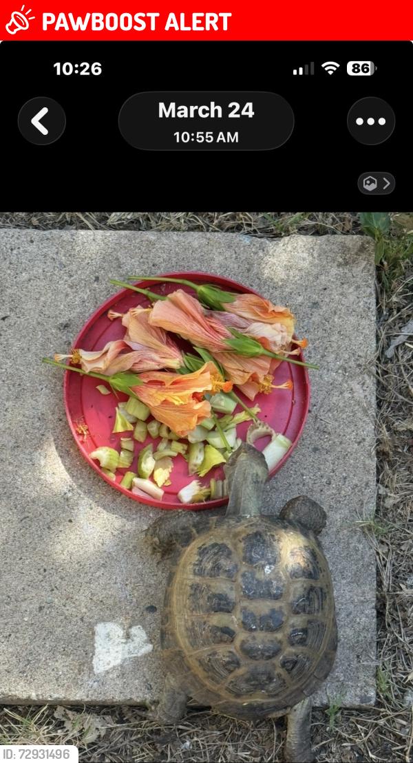 Lost Male Reptile last seen Rockwood Road, Casa de Oro-Mount Helix, CA 92020