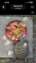 Lost Male Reptile last seen Rockwood Road, Casa de Oro-Mount Helix, CA 92020
