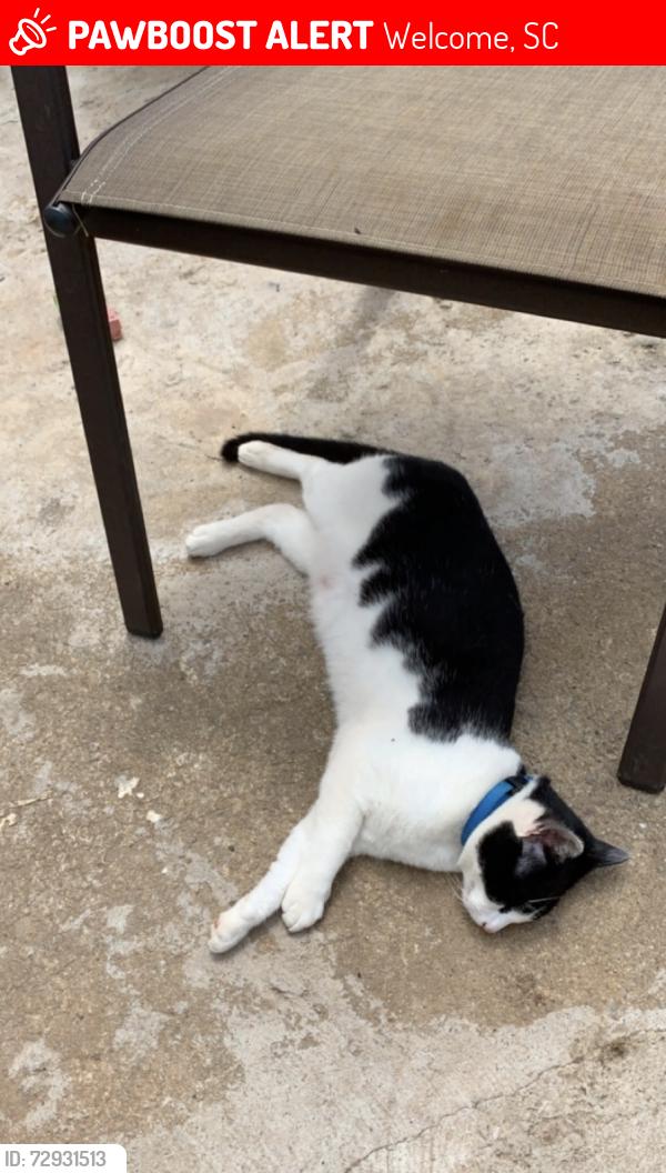 Lost Male Cat last seen Old Dunham Bridge Rd, Welcome, SC 29611