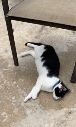 Lost Male Cat last seen Old Dunham Bridge Rd, Welcome, SC 29611