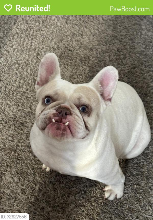 Reunited Female Dog last seen Adelanto, CA, USA, Adelanto, CA 92301