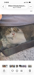 Lost Female Cat last seen Desert Color near Scarlett, St. George, UT 84790