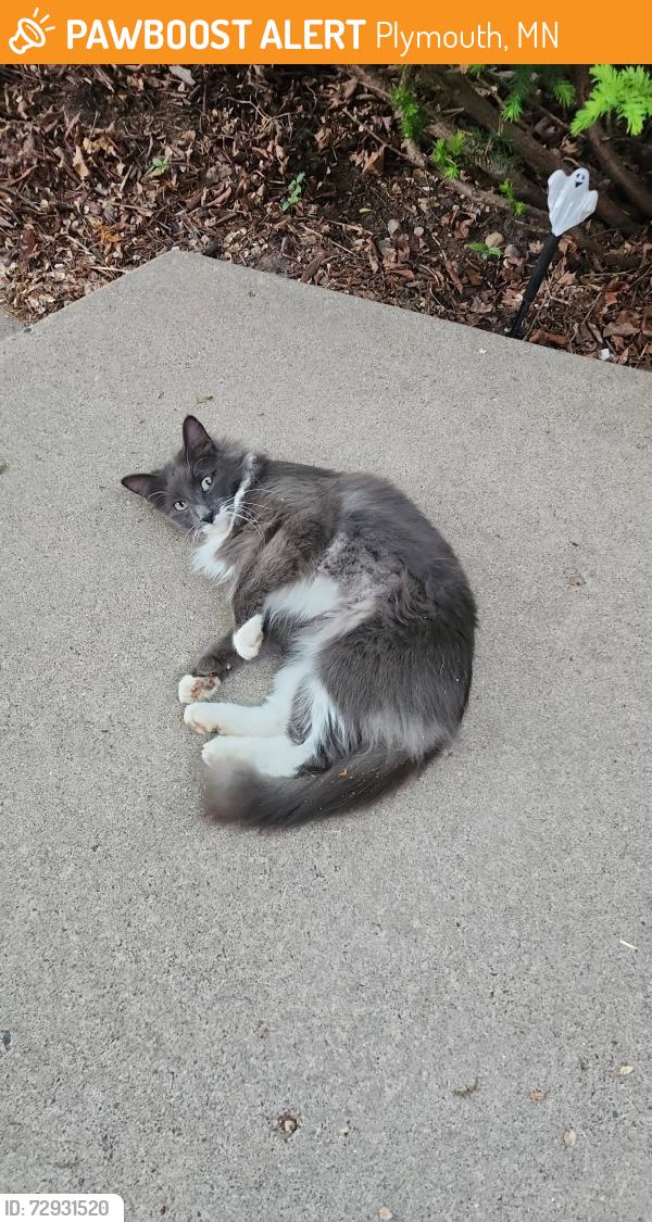 Found/Stray Unknown Cat last seen Quaker ln , Plymouth, MN 55442