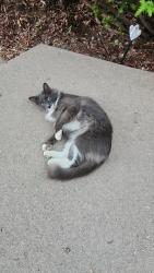 Found/Stray Unknown Cat last seen Quaker ln , Plymouth, MN 55442