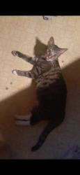 Lost Female Cat last seen 52nd St and orange ave., San Diego, CA 92115