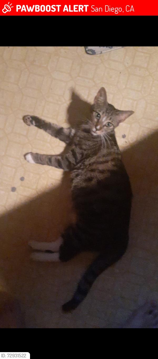 Lost Female Cat last seen 52nd St and orange ave., San Diego, CA 92115