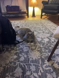 Lost Male Cat last seen Marsh Road, Around Marsh and Florence Shopping center, Redwood City, CA 94063