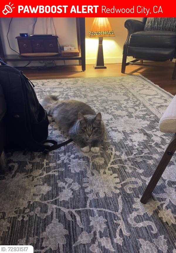 Lost Male Cat last seen Marsh Road, Around Marsh and Florence Shopping center, Redwood City, CA 94063