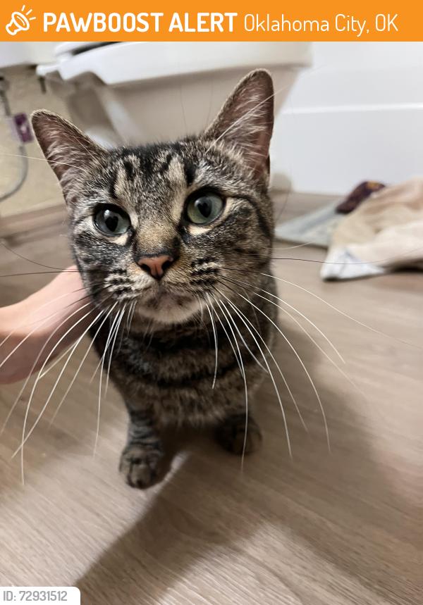 Found/Stray Female Cat last seen Trails at Rockwell apmts , Oklahoma City, OK 73142