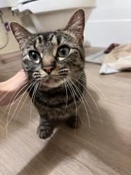 Found/Stray Female Cat last seen Trails at Rockwell apmts , Oklahoma City, OK 73142