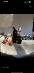Reunited Male Cat last seen Near E Motor Way, Colorado Springs, CO 80905, USA, Colorado Springs, CO 80905