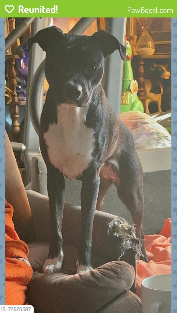 Reunited Female Dog last seen West Martin and Hamilton street , San Antonio, TX 78207