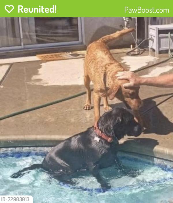 Reunited Male Dog last seen Paradise and delta , San Joaquin County, CA 95304