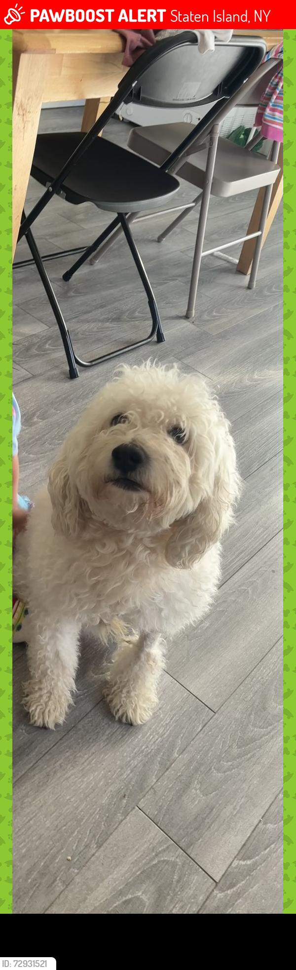 Lost Male Dog last seen Near Rodrick Ave Staten Island, NY, Staten Island, NY 10305