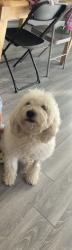 Lost Male Dog last seen Near Rodrick Ave Staten Island, NY, Staten Island, NY 10305