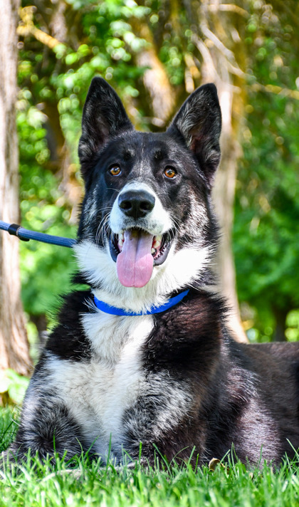 Shelter Stray Male Dog last seen Union Gap, WA 98903, Yakima, WA 98901