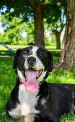 Shelter Stray Female Dog last seen Toppenish, WA 98948, Yakima, WA 98901