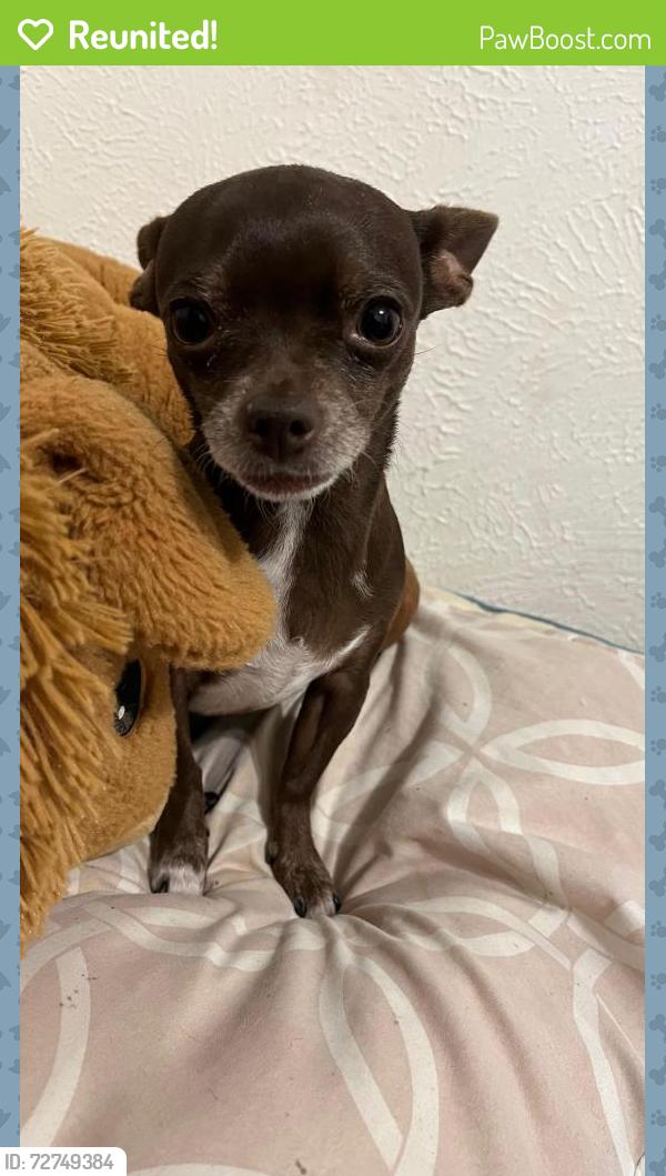 Reunited Female Dog last seen Center and skyline , Grand Prairie, TX 75051