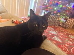 Lost Male Cat last seen Skyview apmts, Rancho Santa Margarita, CA 92688